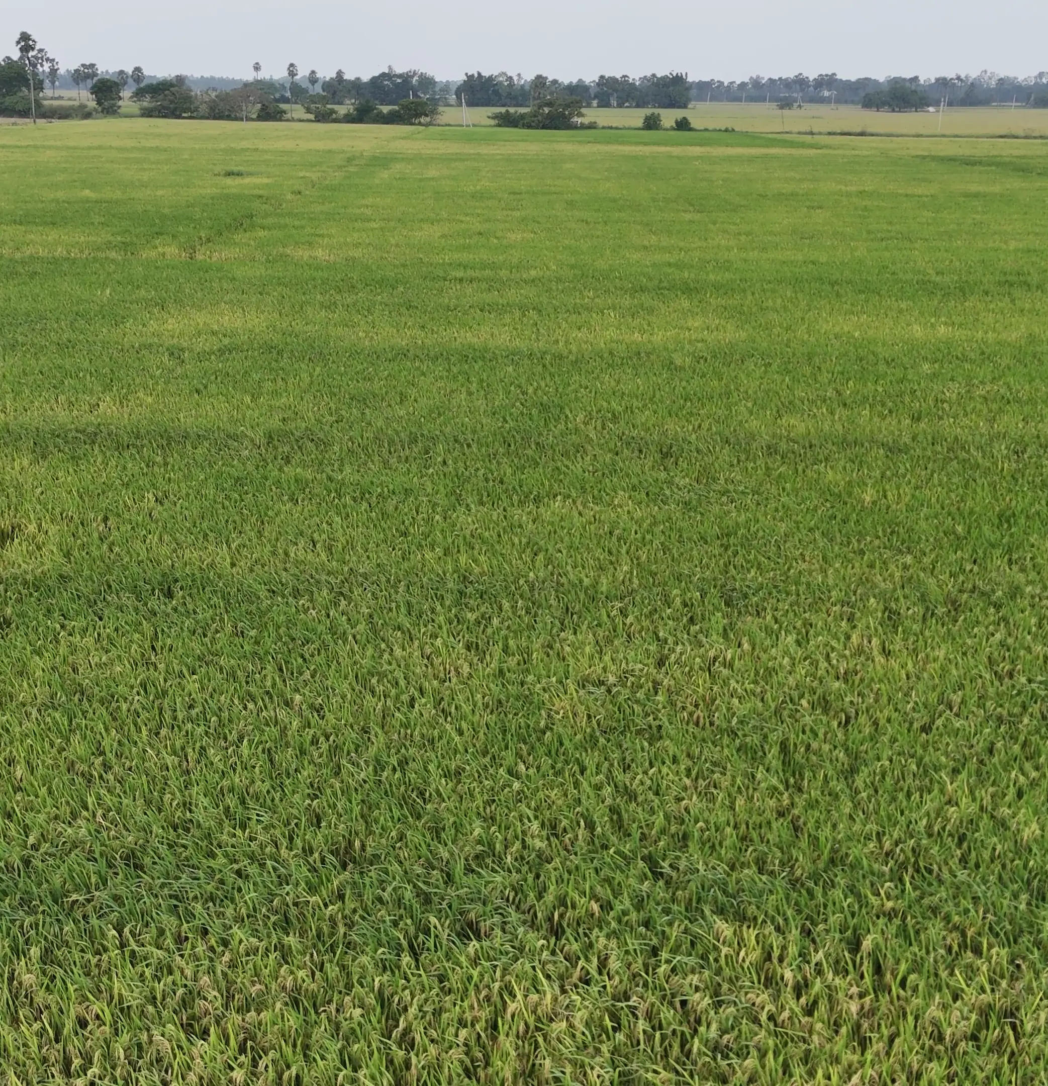 Bir Singh & Sons - Agriculture Implements